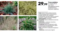 Bricomarche Trawa ozdobna Turzyca śr. doniczki 18 cm wys. 90 oferta