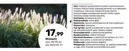 Bricomarche Miskant wys. 40-90 cm poj. doniczki oferta