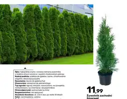 Bricomarche Żywotnik zachodni Smaragd doniczka oferta