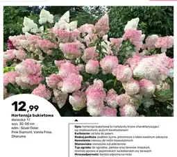 Bricomarche Hortensja bukietowa Silver Dolar doniczka 1 l wys. 30-50 cm oferta