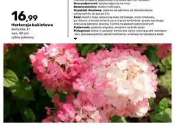 Bricomarche Hortensja bukietowa doniczka 2 l wys. 60 cm oferta