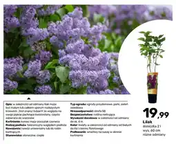 Bricomarche Krzew ozdobny Lilak oferta