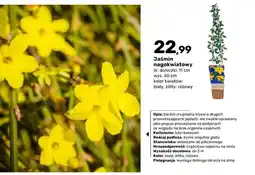 Bricomarche Krzew ozdobny Jaśmin nagokwiatowy oferta