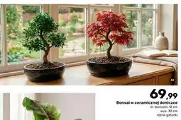 Bricomarche Bonsai w ceramicznej doniczce oferta