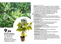 Bricomarche Dereń ozdobny Aurea śr. doniczki 9 cm wys. 30-50 oferta