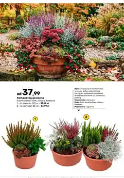Bricomarche Kompozycja jesienna śr. doniczki 20 cm oferta