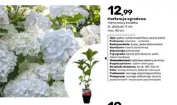 Bricomarche Hortensja ogrodowa śr. doniczki 9 cm wys. 40 oferta