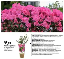 Bricomarche Azalia japońska oferta
