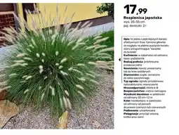 Bricomarche Rozplenica japońska oferta