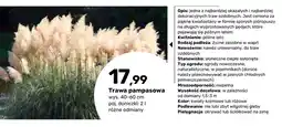 Bricomarche Trawa pampasowa oferta