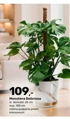 Bricomarche Monstera Deliciosa oferta