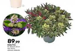 Bricomarche Krzew Hebe Trio oferta