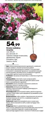 Bricomarche Krzew ozdobny na pniu Krzewuszka 80 cm oferta