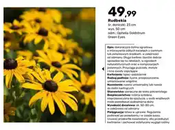 Bricomarche Rudbekia oferta