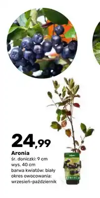 Bricomarche Aronia oferta