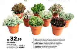 Bricomarche Sukulenty śr. doniczki 14 cm oferta