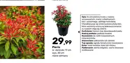 Bricomarche Krzew ozdobny Pieris oferta