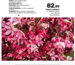 Bricomarche Jabłoń ozdobna śr. doniczki 18 cm wys. 120 oferta
