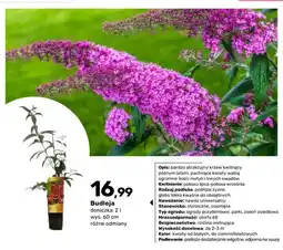 Bricomarche Budleja doniczka 2 l wys. 60 cm oferta