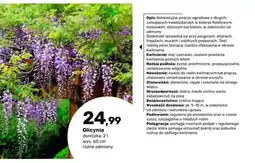 Bricomarche Glicynia oferta