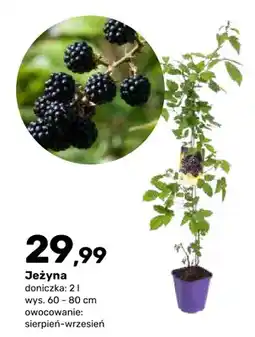 Bricomarche Krzew owocowy Jeżyna doniczka 2 l wys. 60-80 cm oferta