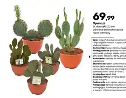 Bricomarche Opuncja oferta
