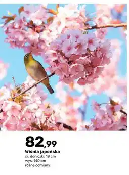 Bricomarche Wiśnia japońska oferta