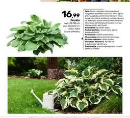 Bricomarche Funkia doniczka oferta
