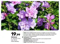 Bricomarche Krzew ozdobny Hibiskus oferta