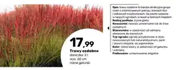 Bricomarche Trawa ozdobna oferta