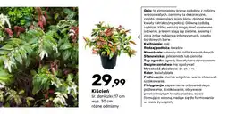 Bricomarche Krzew ozdobny Kiścień oferta