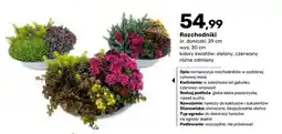 Bricomarche Rozchodniki oferta