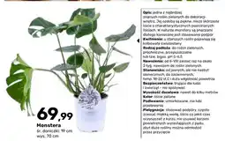 Bricomarche Monstera oferta