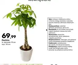 Bricomarche Roślina Pachira oferta