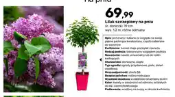Bricomarche Lilak szczepiony na pniu oferta