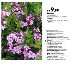 Bricomarche Krzew żylistek śr. doniczki 9 cm oferta