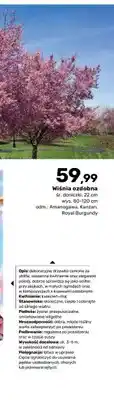 Bricomarche Wiśnia ozdobna Amanogawa oferta