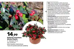Bricomarche Golteria rozesłana Winter Pearls oferta