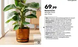 Bricomarche Bananowiec oferta