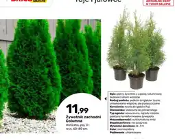 Bricomarche Żywotnik zachodni Columna oferta