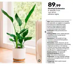 Bricomarche Roślina Strelicja królewska oferta