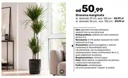 Bricomarche Dracena marginata śr. doniczki 27 cm wys. 155 oferta