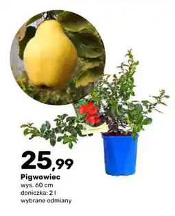 Bricomarche Krzew owocowy Pigwowiec doniczka 2 l wys. 60 cm oferta