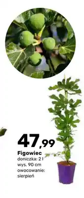 Bricomarche Figowiec oferta