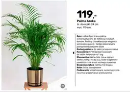 Bricomarche Palma Areka śr. doniczki 24 cm wys. 110 oferta
