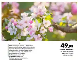 Bricomarche Jabłoń ozdobna śr. doniczki 23 cm wys. 130-150 oferta