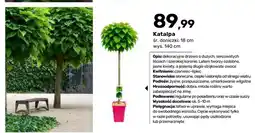 Bricomarche Katalpa oferta