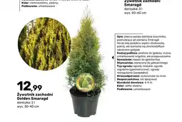 Bricomarche Żywotnik zachodni Golden Smaragd doniczka oferta