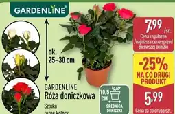 ALDI GARDENLINE Róża doniczkowa oferta