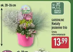 ALDI GARDENLINE Kwiaty jesienne trio oferta